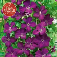 Clématite 'Royal Velours' - clematis viticella - Photo 4