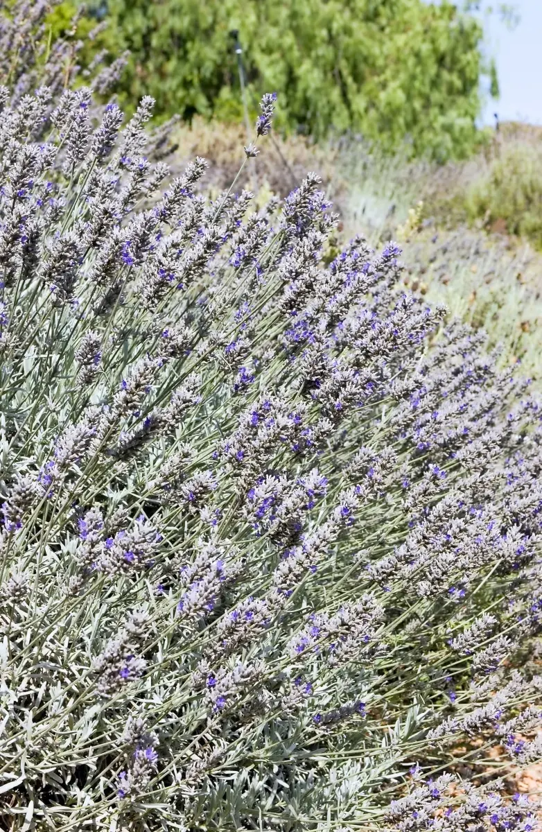 Lavandula x 'Richard Grey' / Lavande officinale - Photo 1