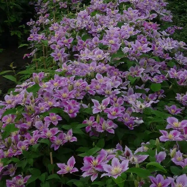 Clématite 'Piilu' - clematis - Photo 2