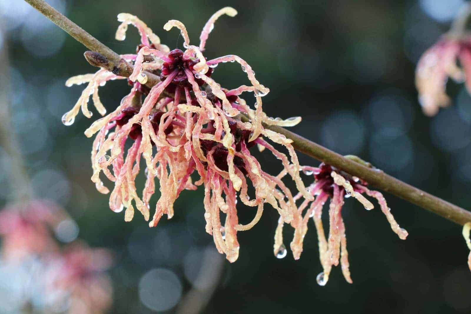 Hamamelis mollis / Noisetier de sorcière - Photo 2