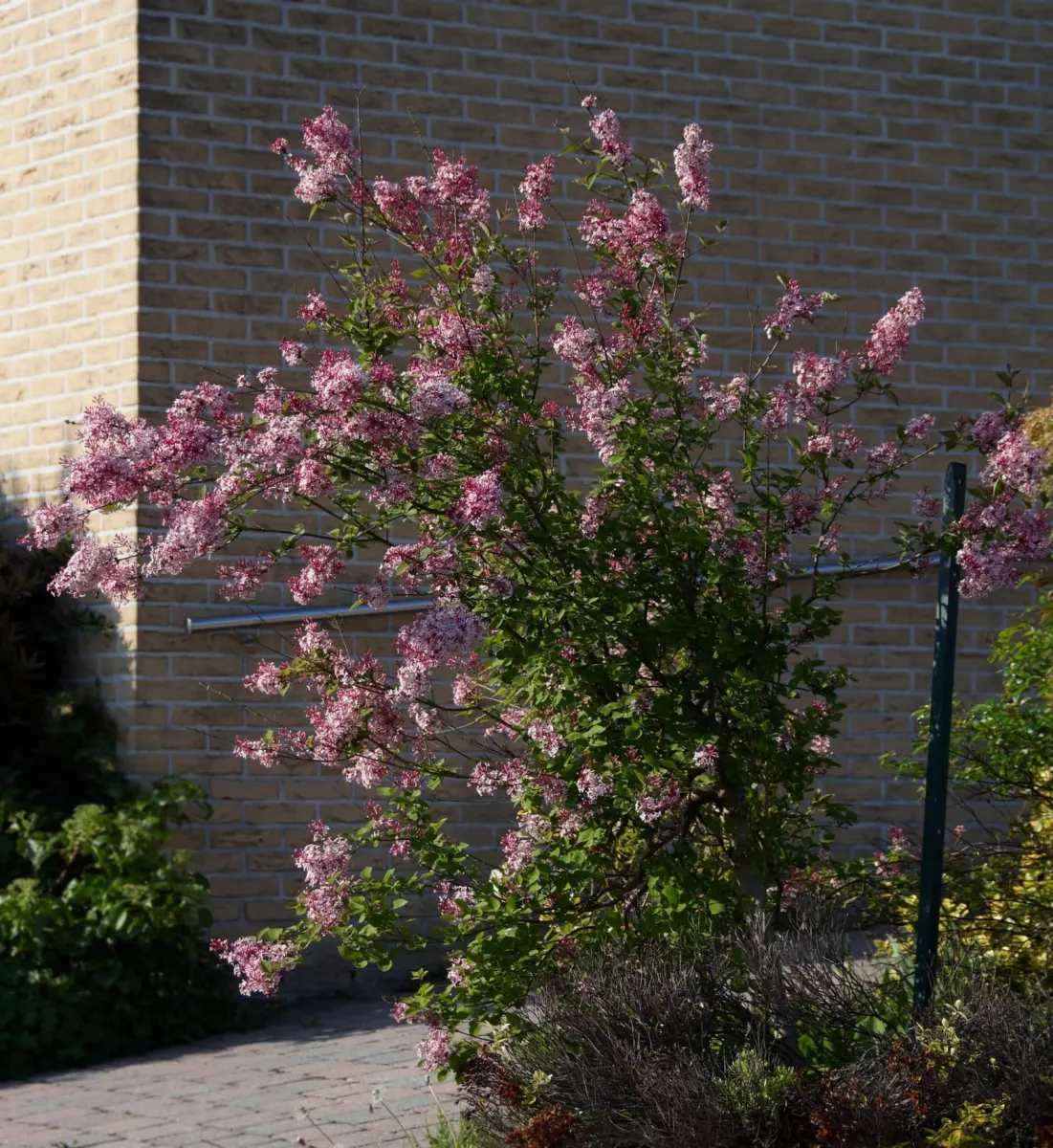 SYRINGA mycrophylla ‘Superba’ / Syringa microphylla 'Superba' - Photo 1