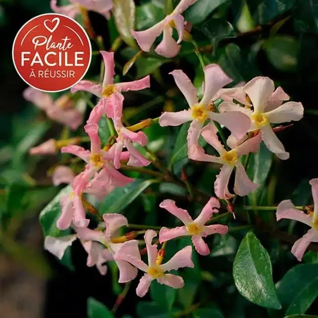 Jasmin étoilé rose - trachelospermum asiaticum