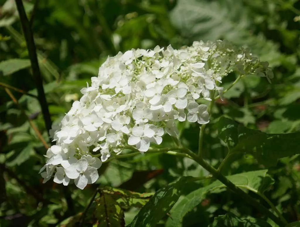 HYDRANGEA arborescens ‘Annabelle’ / Hortensia de Virginie 'Annabelle'
