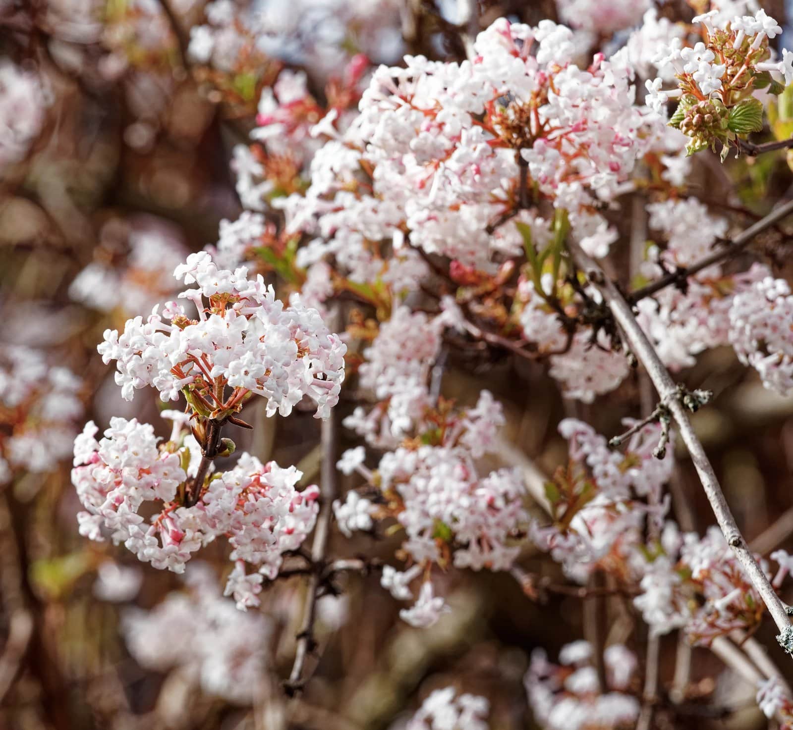 VIBURNUM x bodnantense / Viorne d'hiver - Photo 4