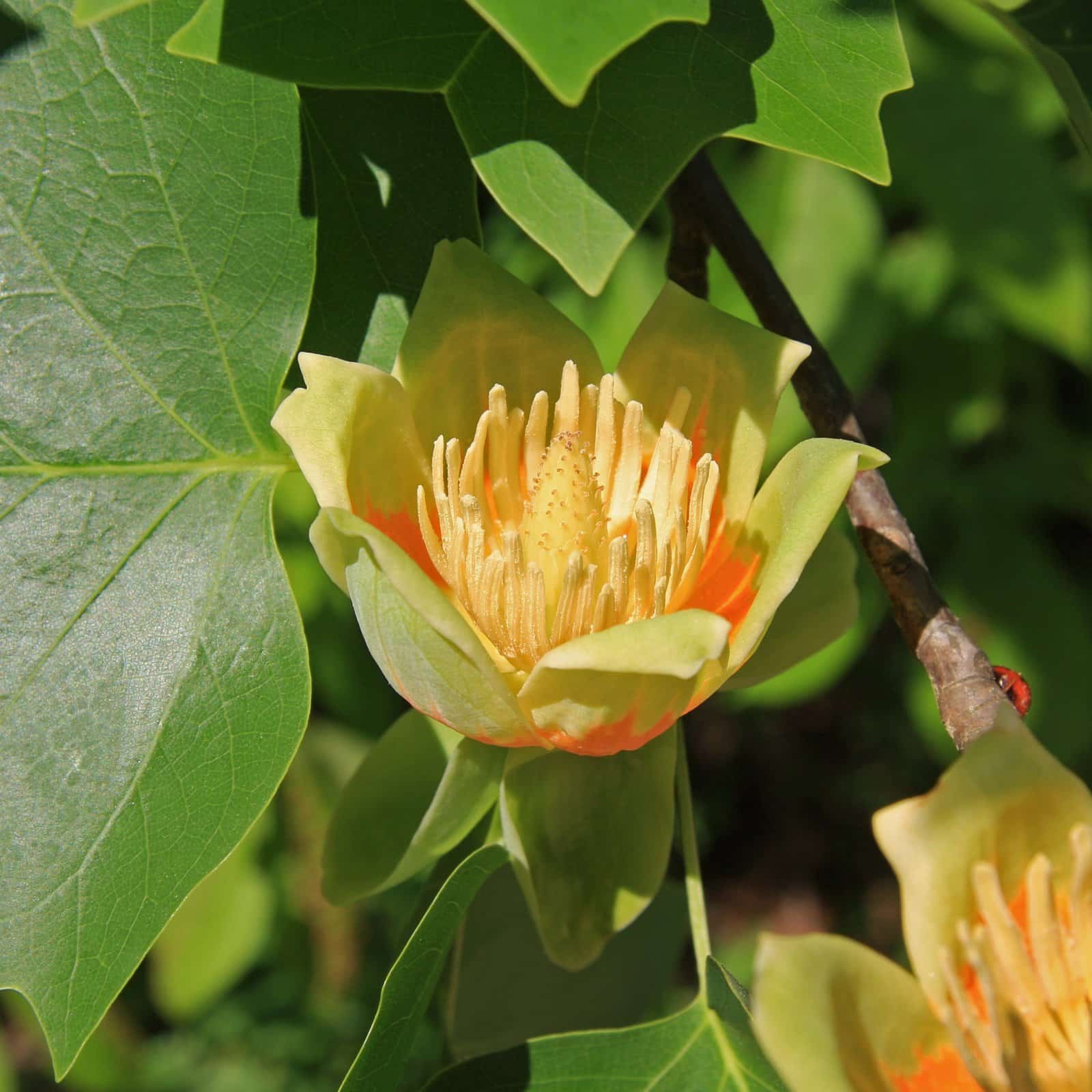 LIRIODENDRON tulipifera / Tulipier de Virginie - Photo 2