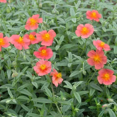 HELIANTHEMUM 'FIRE DRAGON' / Hélianthème - Photo 2