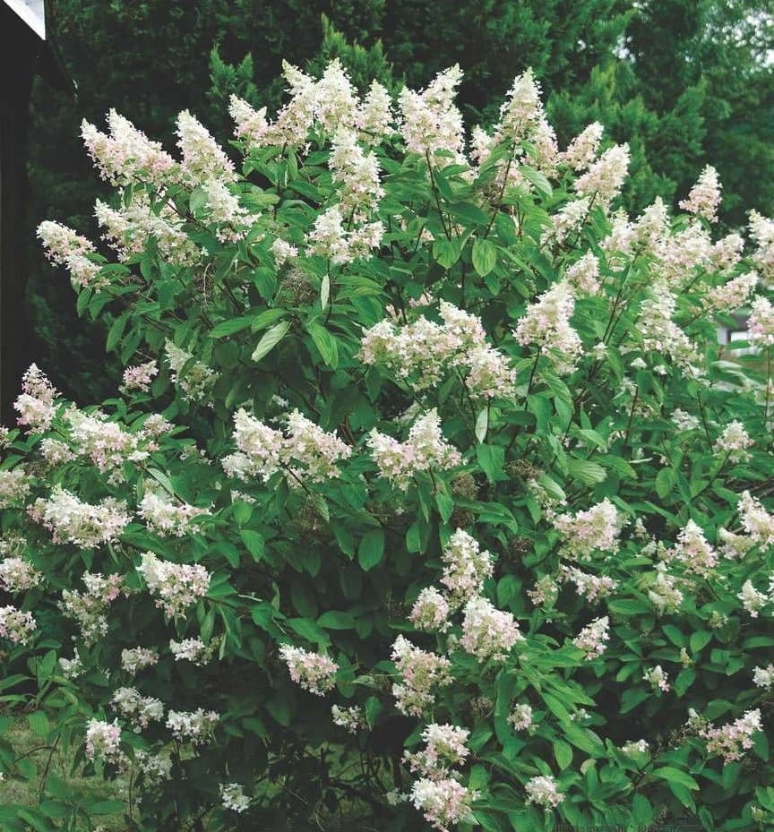 HYDRANGEA paniculata ‘Kyushu’ / Hortensia paniculé 'Kyushu' - Photo 2