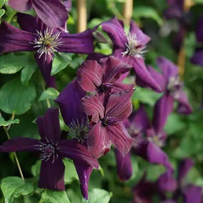 CLEMATIS viticella 'Dark Eyes' - Clématite 'Dark Eyes' - Photo 4