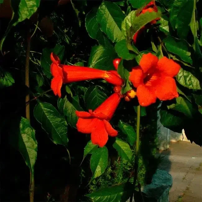 BIGNONE 'Atropurpurea' - campsis radicans