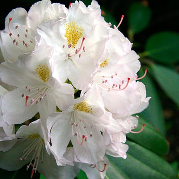 RHODODENDRON 'MADAME MASSON' / Rhododendron 'Madame Masson' - Photo 1