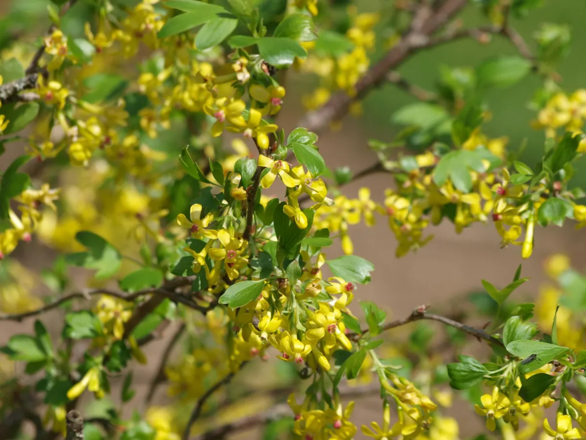 RIBES aureum ‘Odoratum’ / Groseiller doré - Photo 1