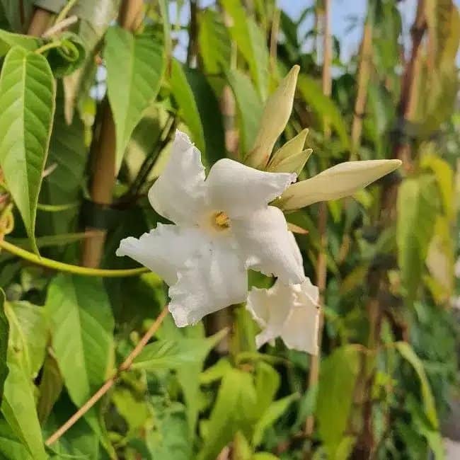Jasmin du Chili - mandevilla laxa - Photo 1