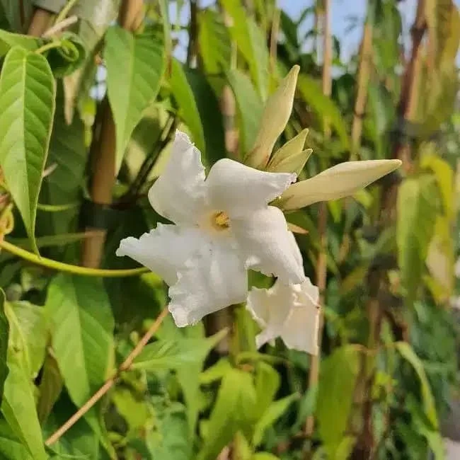 Jasmin du Chili - mandevilla laxa