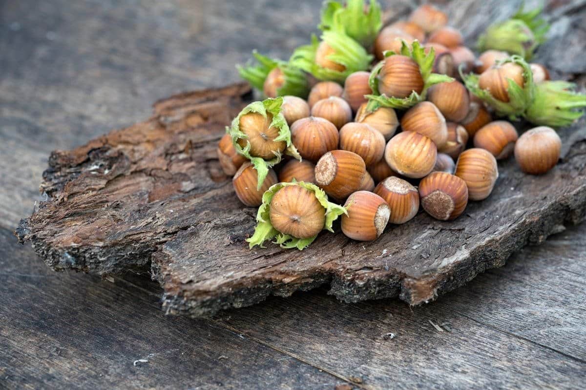 CORYLUS avellana 'Prize cob' / Noisetier 'Webb's Prize Cobb' - Photo 3