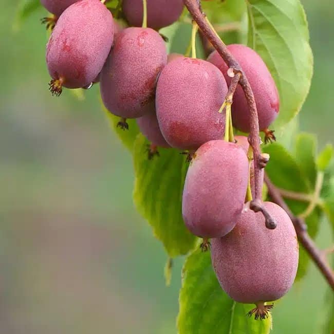 Kiwaï femelle Bingo® - actinidia arguta - Photo 1