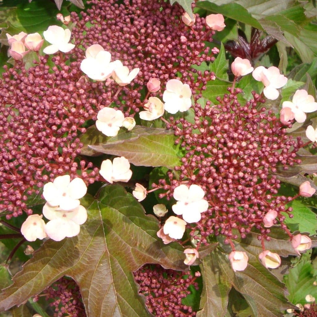 VIBURNUM sargentii ‘Onondaga’ / Viorne 'Onondaga' - Photo 2