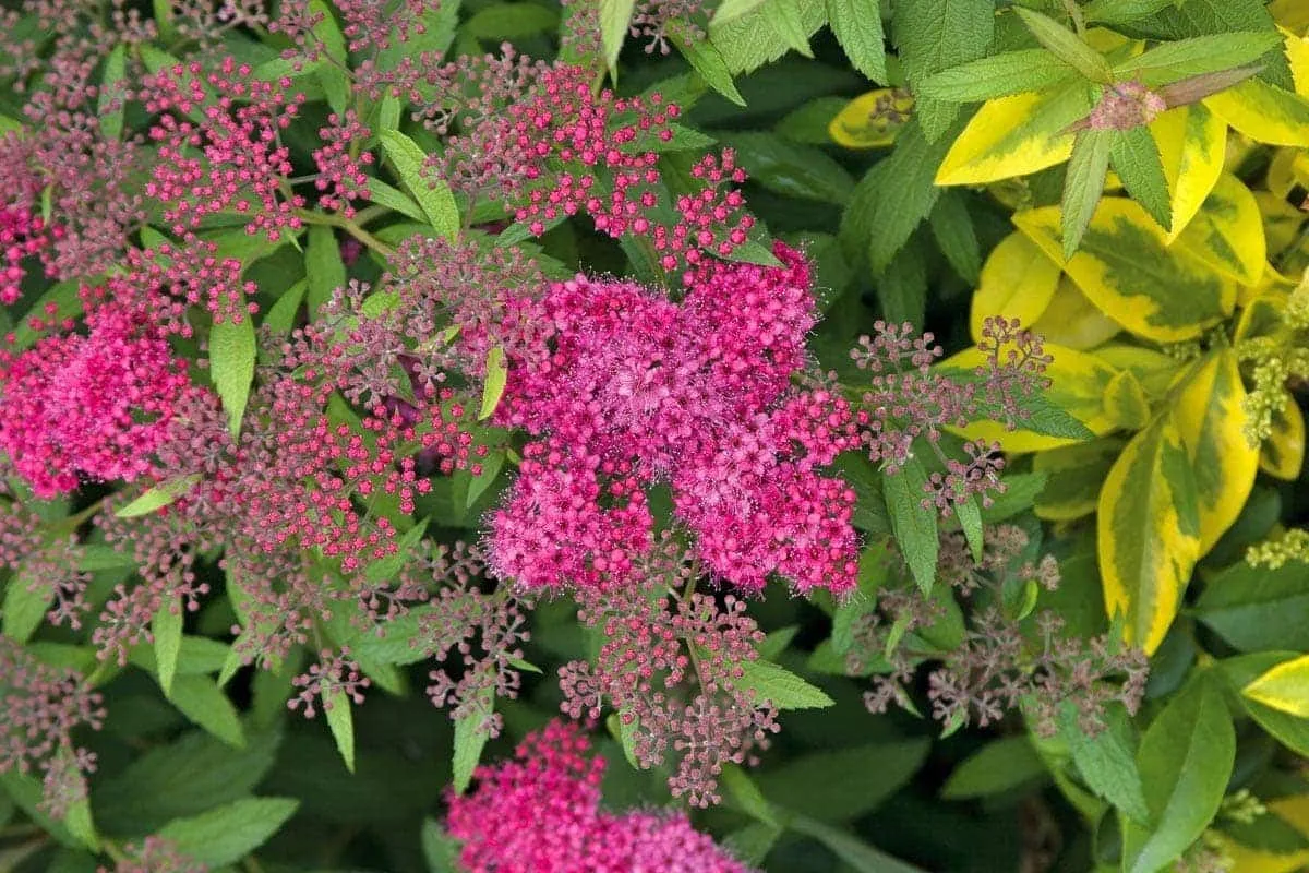 SPIRAEA japonica ‘Crispa’ / Spirée japonaise 'Crispa'