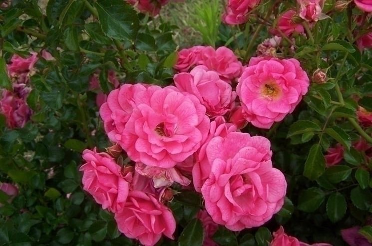 ROSIER couvre-sol 'Beauce' / Rosier couvre-sol 'Beauce' à fleurs groupées  - Photo 1