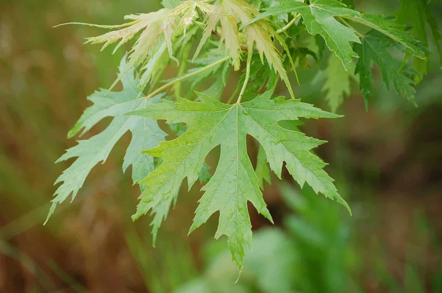 ACER saccharinum ‘Pyramidale’ / Érable argenté 'Pyramidale' - Photo 2