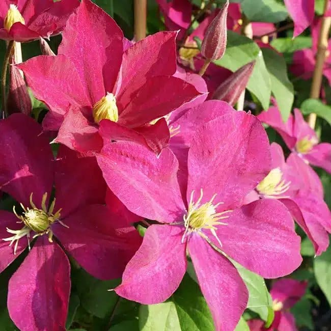 Clématite 'Madame Edouard André' - clematis - Photo 4