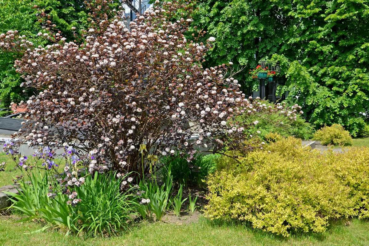 PHYSOCARPUS opulifolia ‘Diabolo’ / Physocarpe à feuilles pourpre - Photo 3