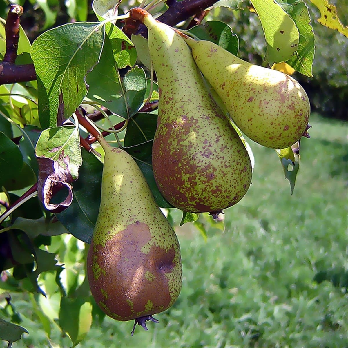 Pyrus domestica 'Conférence' / Poirier Conférence - Photo 3