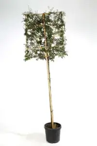 12/+ TRONC 200 CM - CADRE HAUTEUR 100 CM X LARGEUR 140 CM