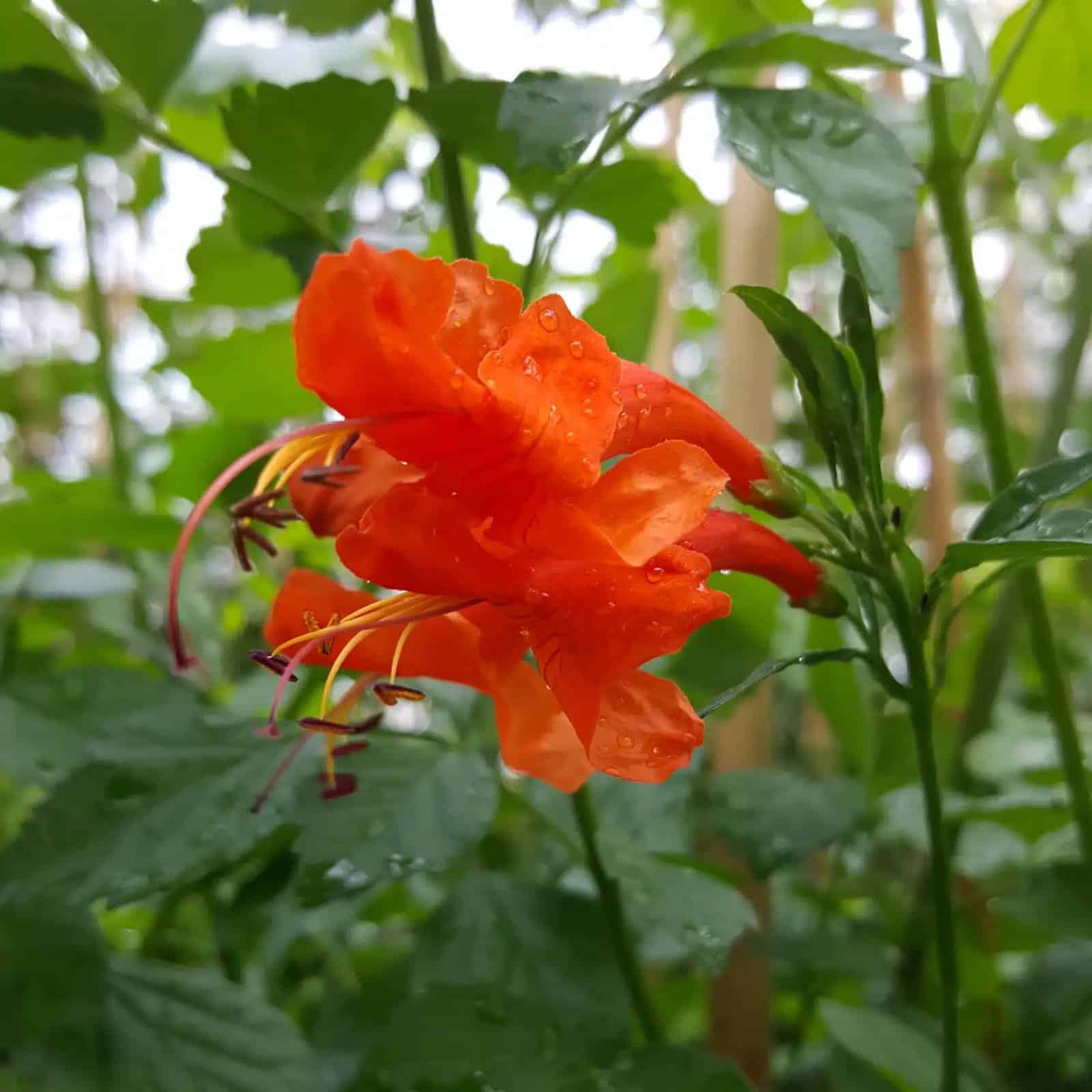 BIGNONE du Cap - tecoma capensis - Photo 2