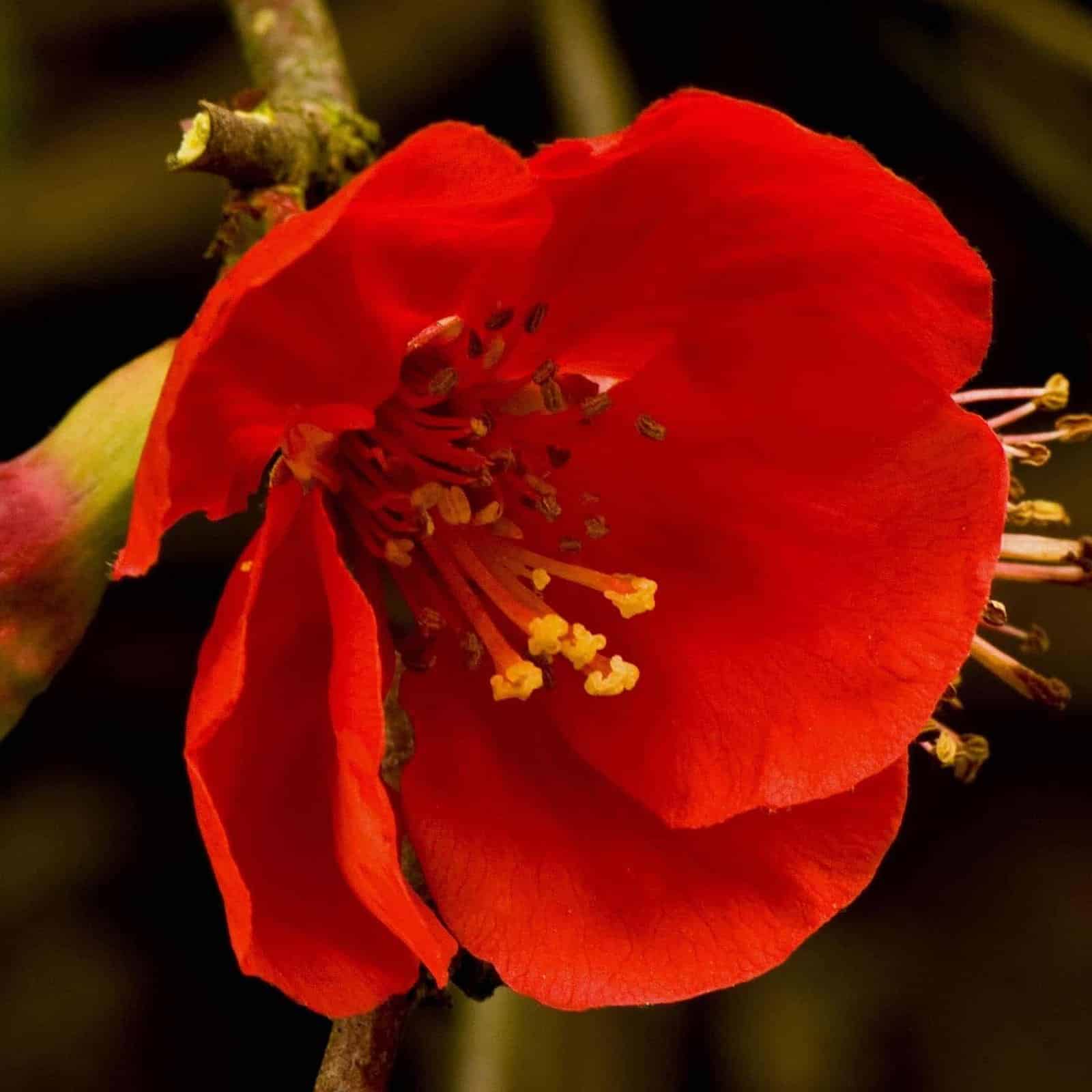 CHAENOMELES speciosa ‘Nicoline’ / Cognassier du Japon 'Nicoline - Photo 1