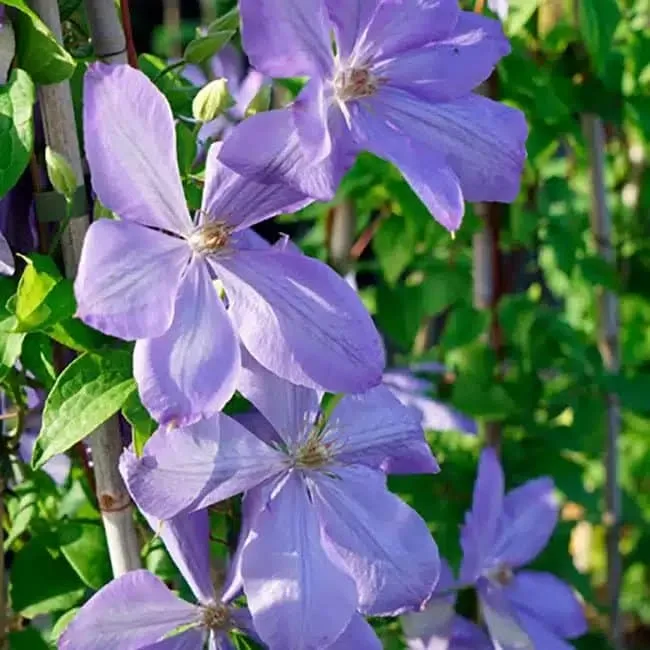 Clématite 'Mrs Cholmondeley' - clematis