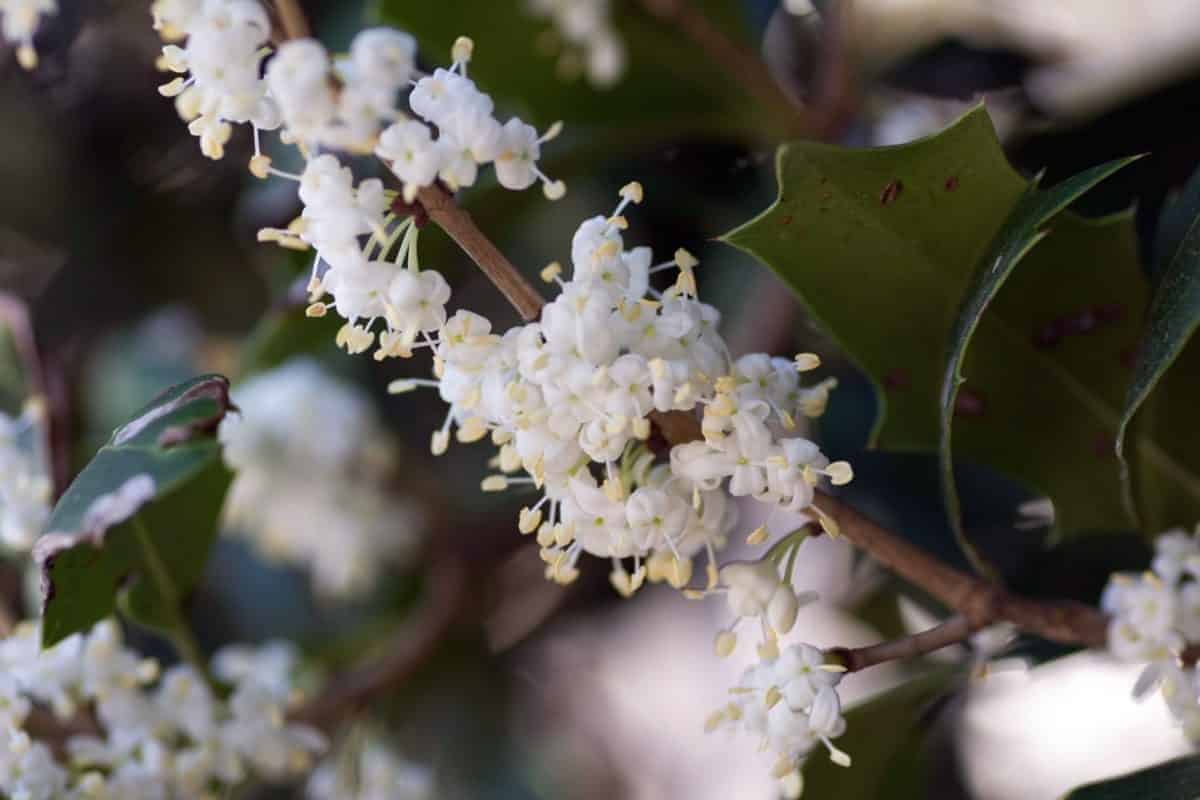 OSMANTHUS heterophyllus 'Goshiki’ / Osmanthe aux 5 couleurs - Photo 2