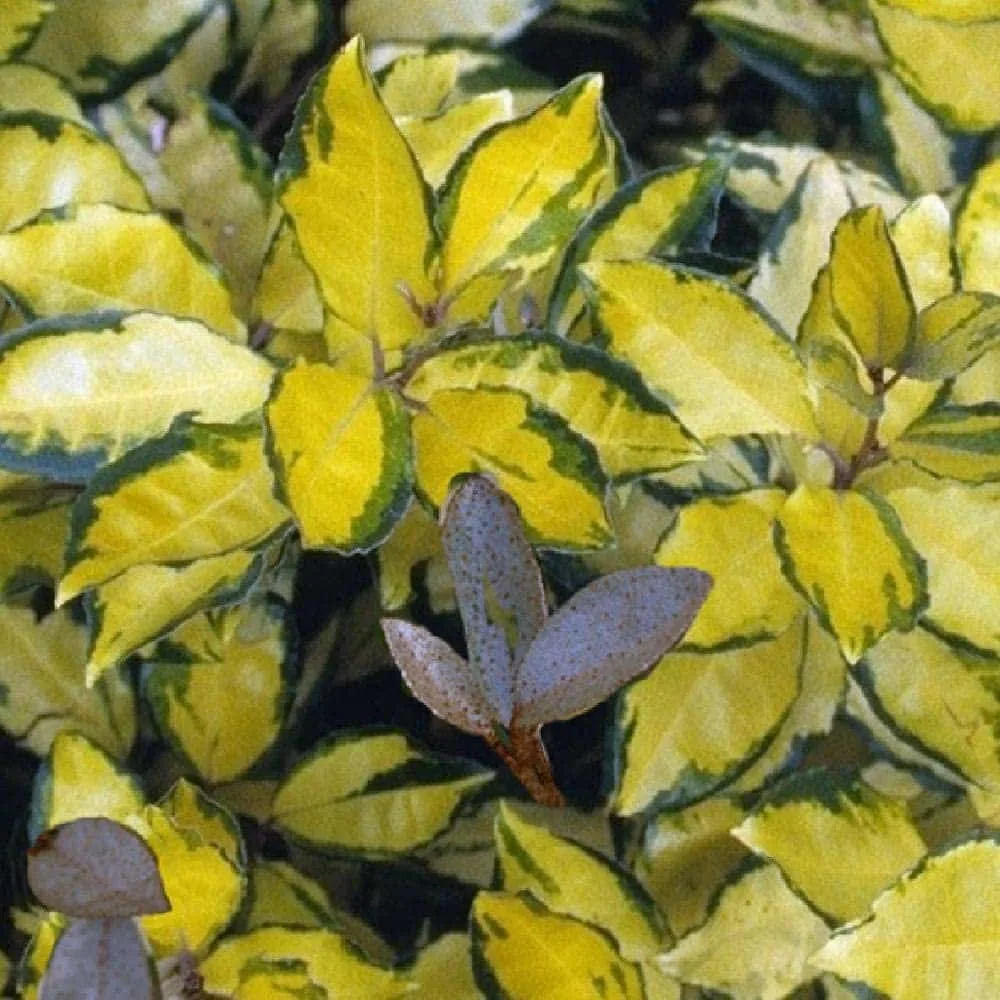 Elaeagnus ebbingei 'Eleador®' / Chalef 'Eleador'