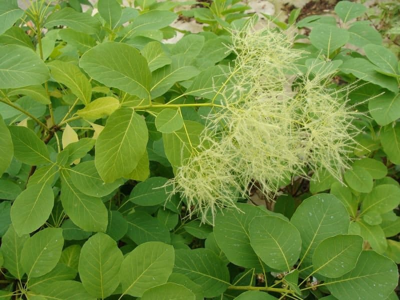 COTINUS coggygria / Arbre à péruque - Photo 3