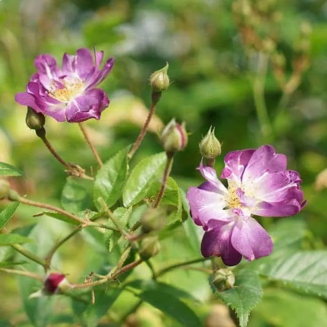 Rosier liane 'Veilchenblau' - rosa