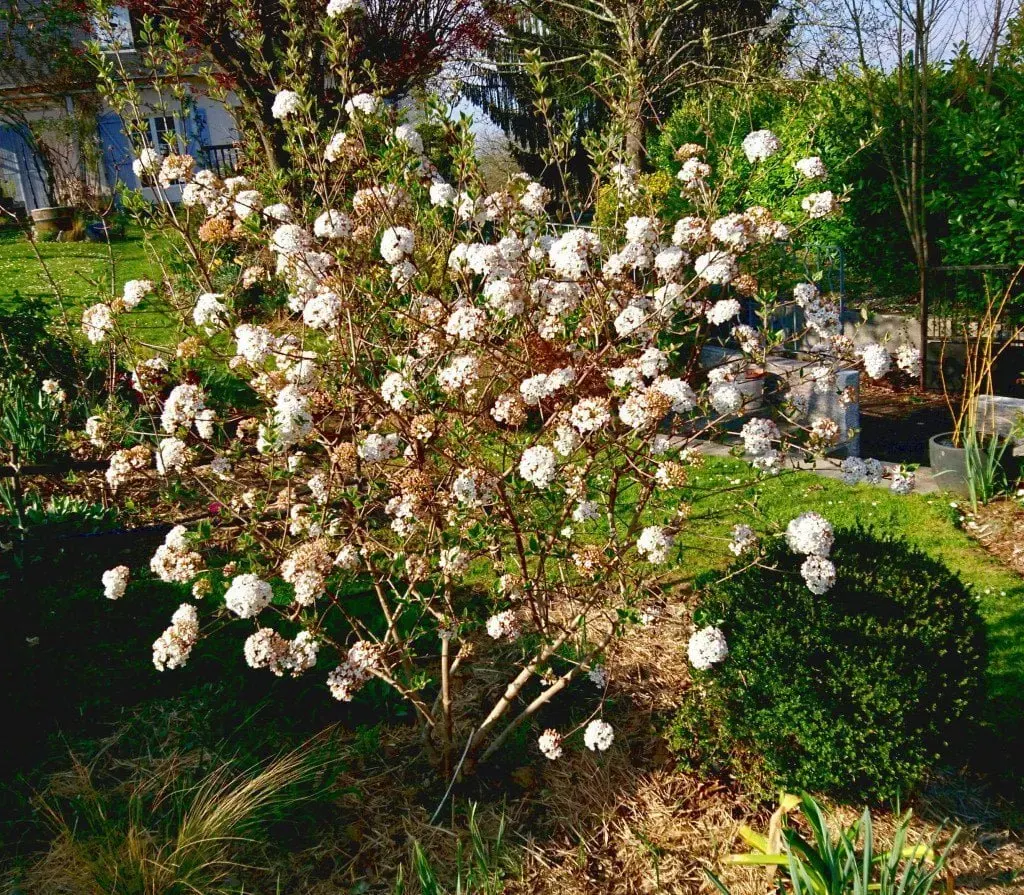 VIBURNUM x burkwoodii / Viorne du Burkwood - Photo 2