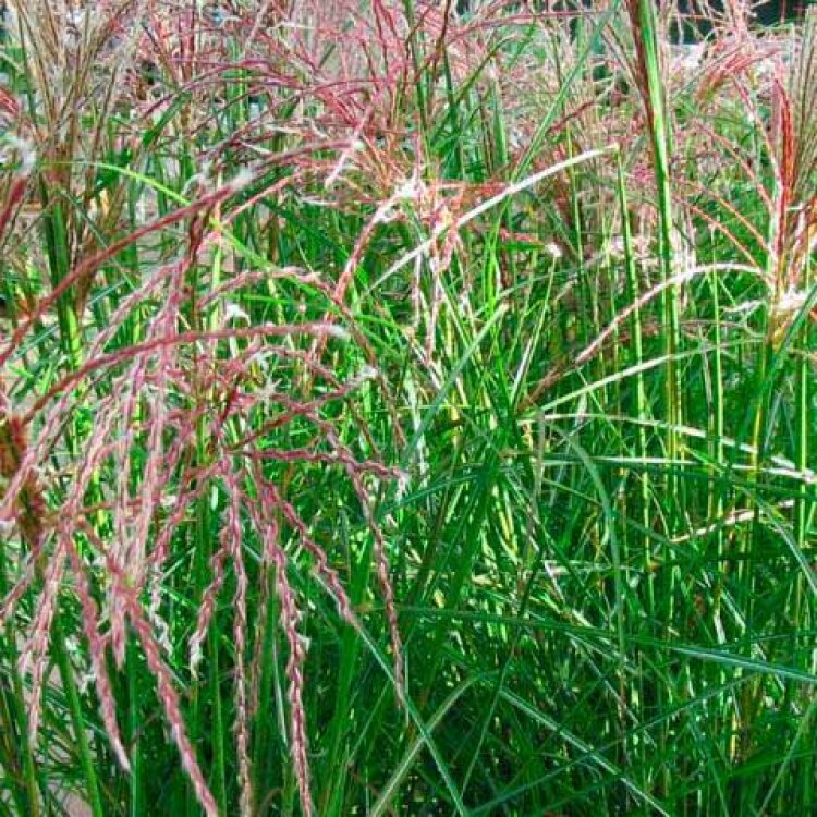 MISCANTHUS SIN. 'FERNER OSTEN' / Roseau de Chine - Photo 2