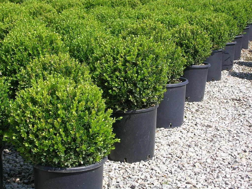 BUXUS sempervirens mycrophylla ‘Faulkner’ / Buis commun 'Faulkner' - Photo 1