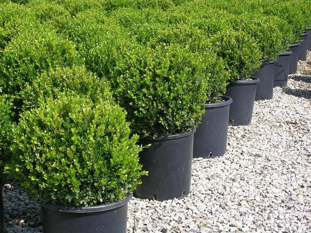 BUXUS sempervirens mycrophylla ‘Faulkner’ / Buis commun 'Faulkner'