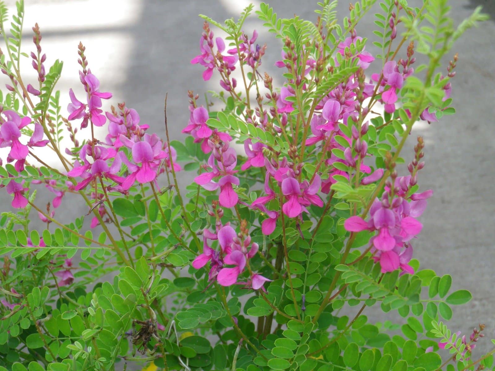 INDIGOFERA heterantha ‘Gerardiana’ / Indigotier heterantha - Photo 2