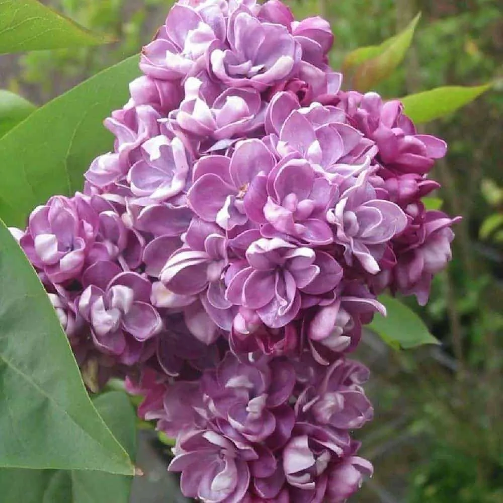 SYRINGA vulgaris ‘Katherine Havemeyer’ / Lilas commun 'Katherine Havemeyer'