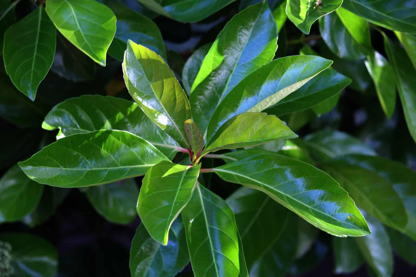 VIBURNUM odoratissimum / Viorne odoratissimum - Photo 3