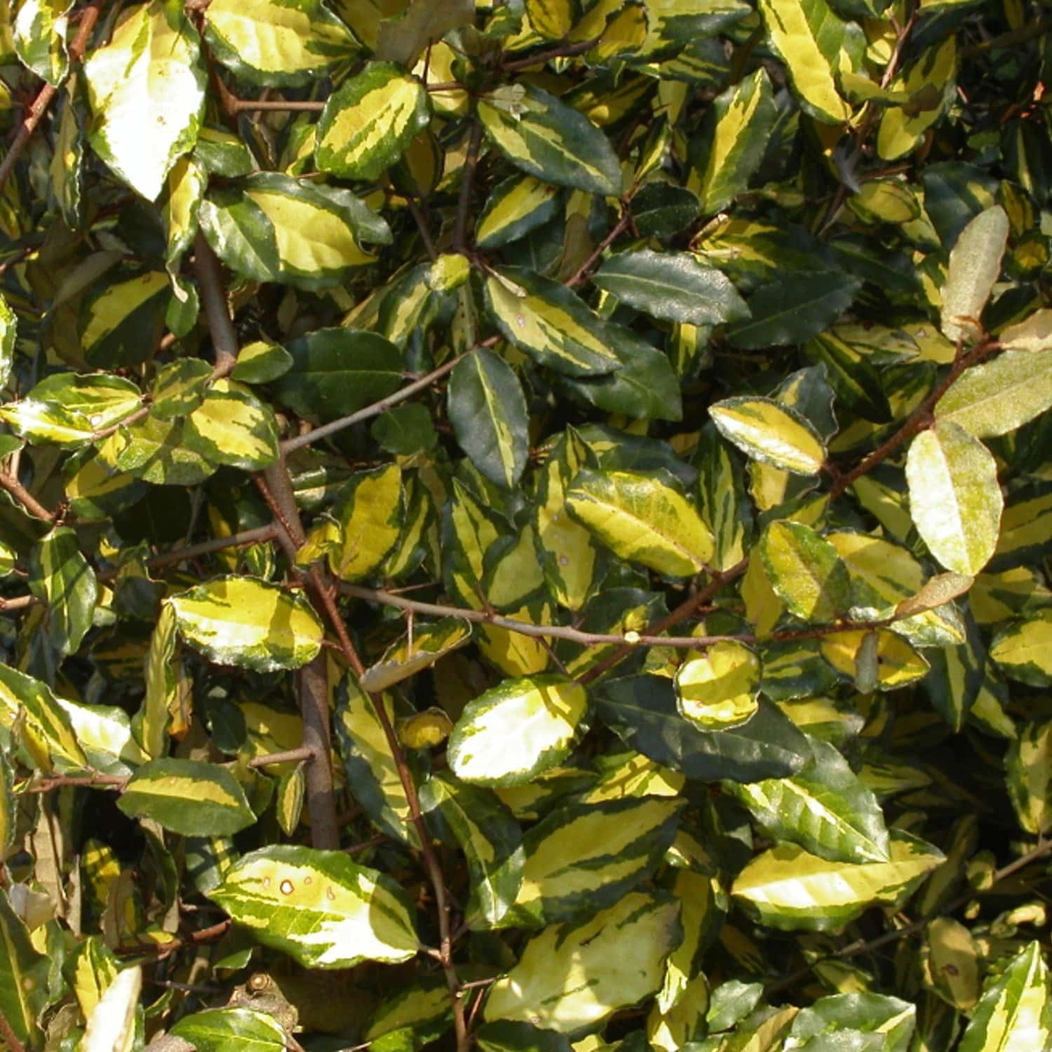 ELAEAGNUS pungens ‘Maculata’ / Chalef piquant 'Maculata' - Photo 1