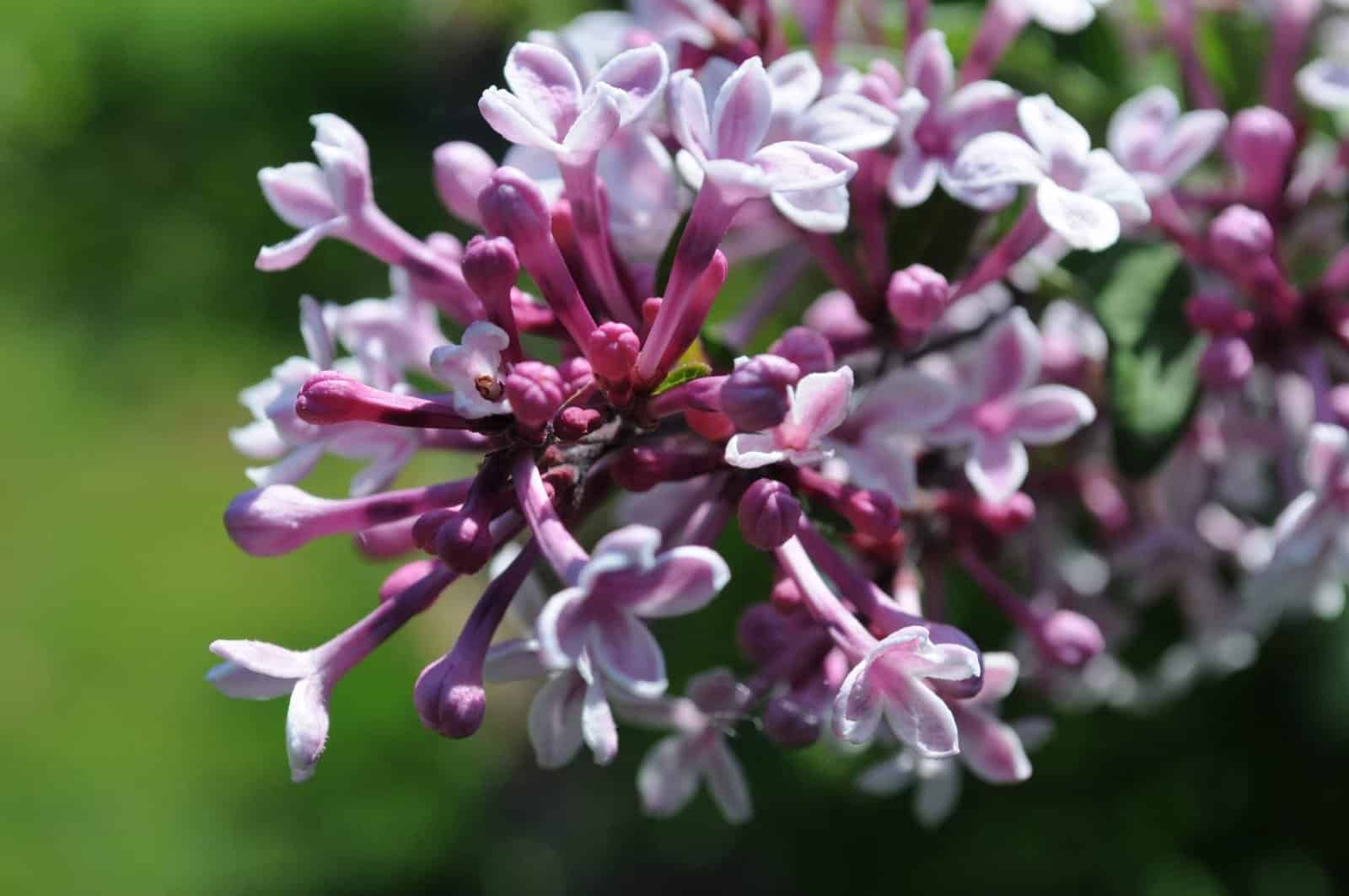 SYRINGA mycrophylla ‘Superba’ / Syringa microphylla 'Superba' - Photo 2