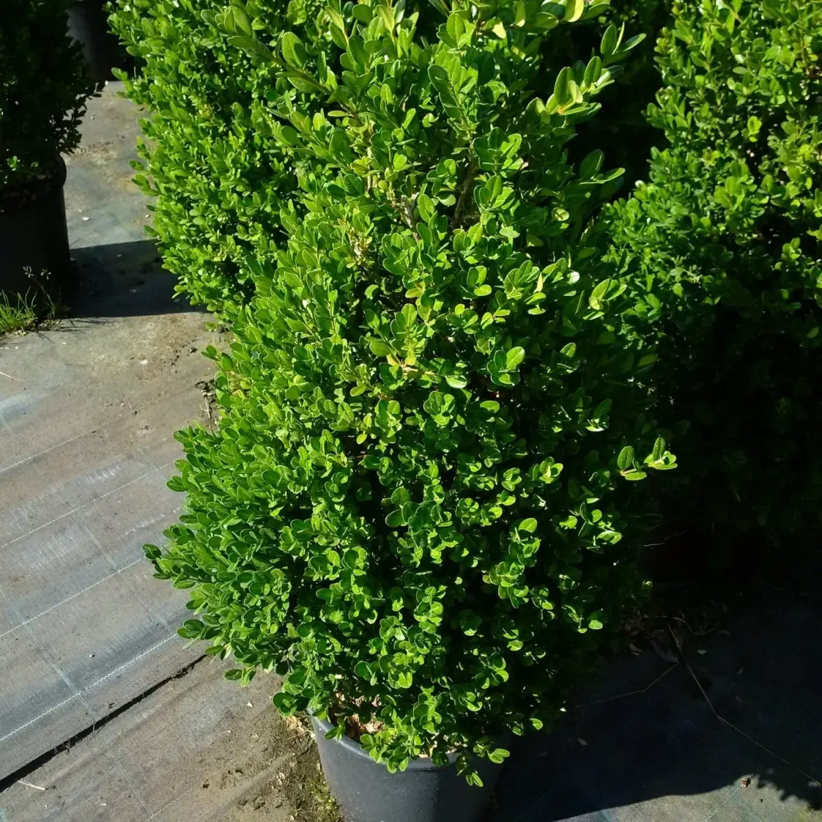 BUXUS sempervirens mycrophylla ‘Faulkner’ / Buis commun 'Faulkner' - Photo 2