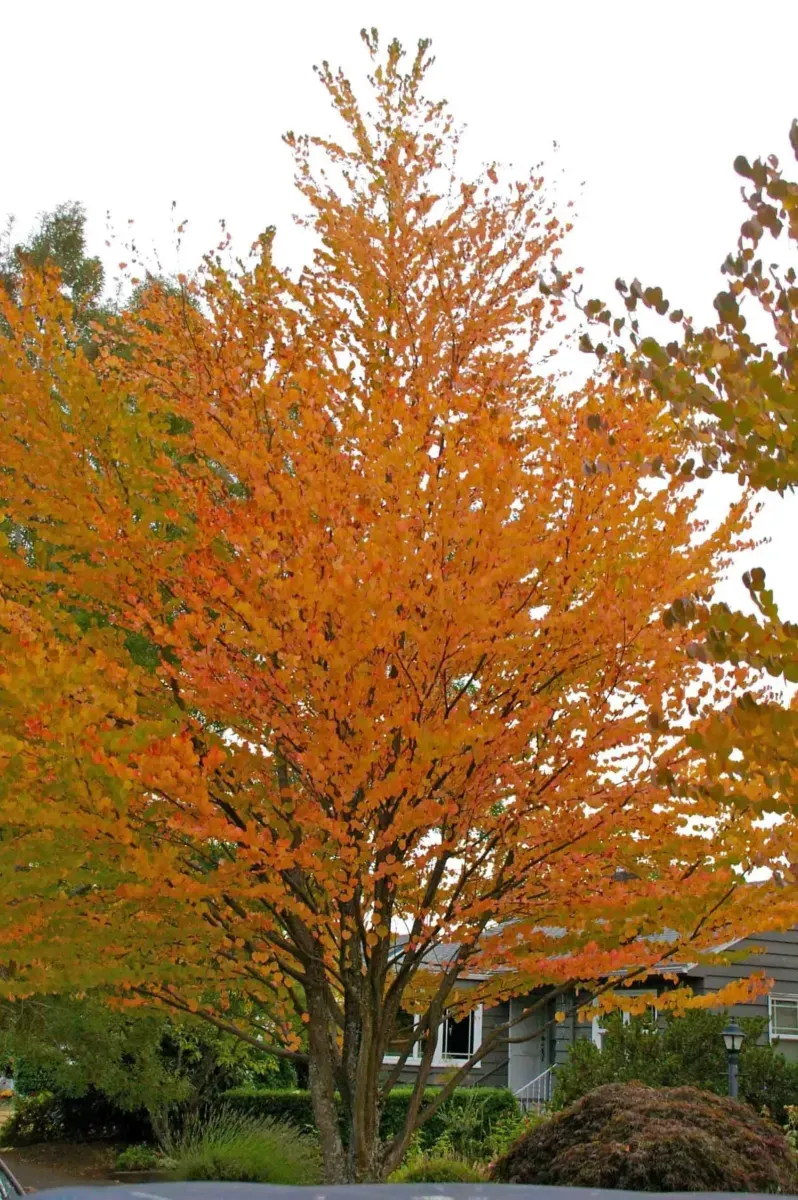 CERCIDIPHYLLUM japonicum / Arbre à caramel - Photo 5
