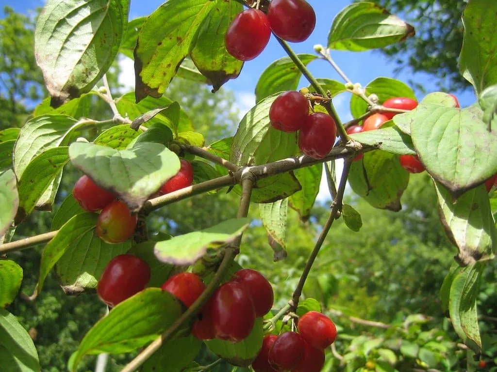 Cornus mas / Cornouiller mâle