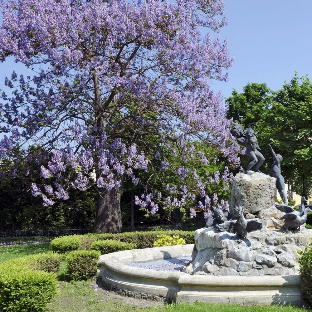 PAULOWNIA tomentosa / Arbre impérial - Photo 2