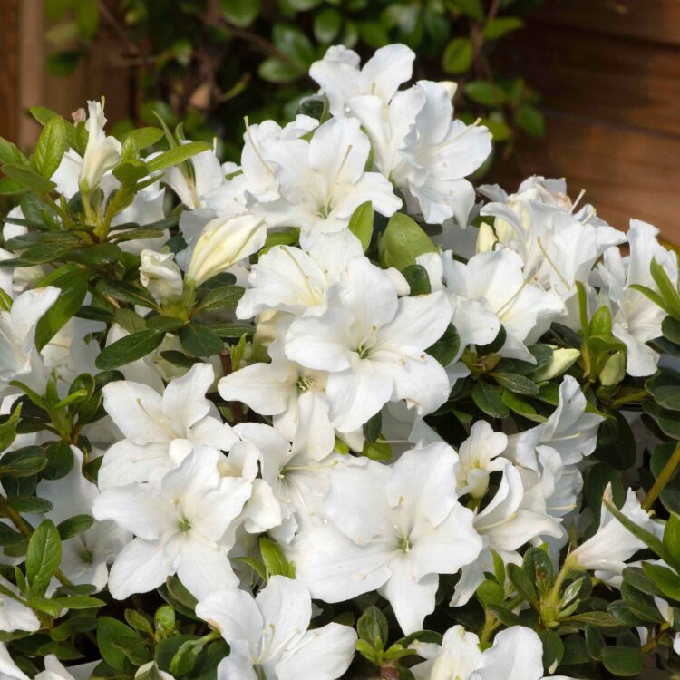 AZALEA japonica 'White' / Azalee japonaise blanc - Photo 1
