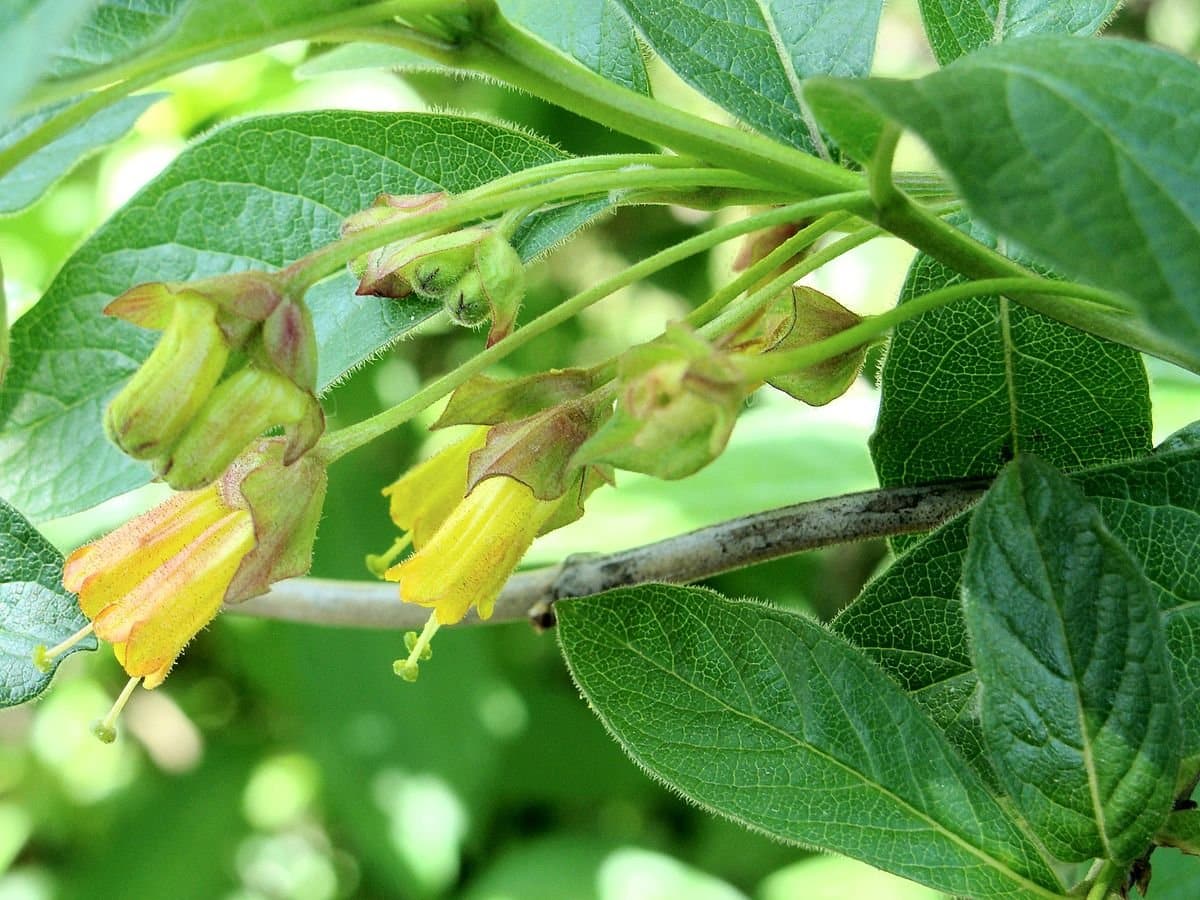 LONICERA involucrata var. ledebourii / Chèvrefeuille de Californie - Photo 2