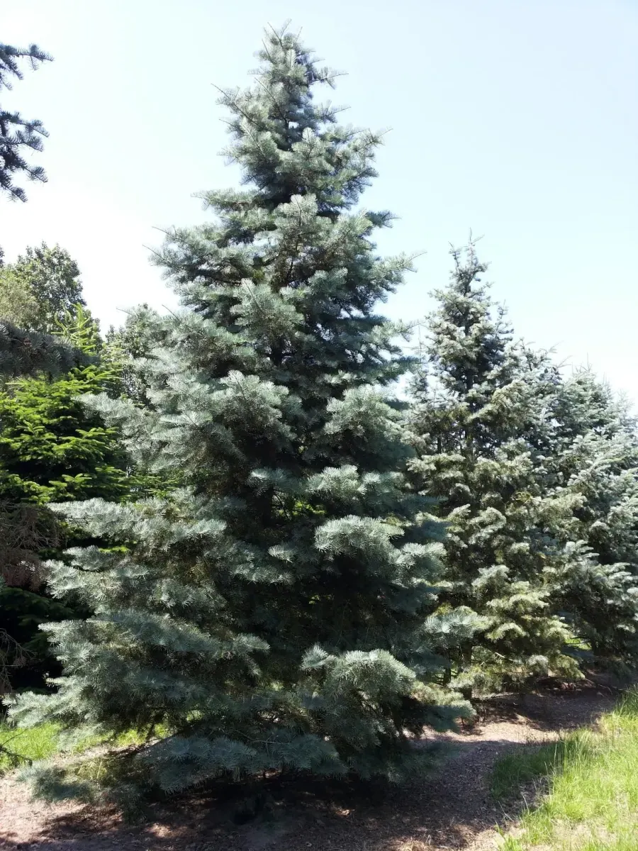 ABIES concolor / Sapin du Colorado - Photo 2